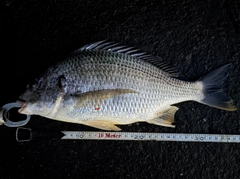 キビレの釣果