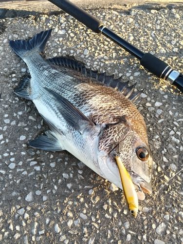 チヌの釣果