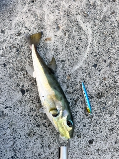フグの釣果