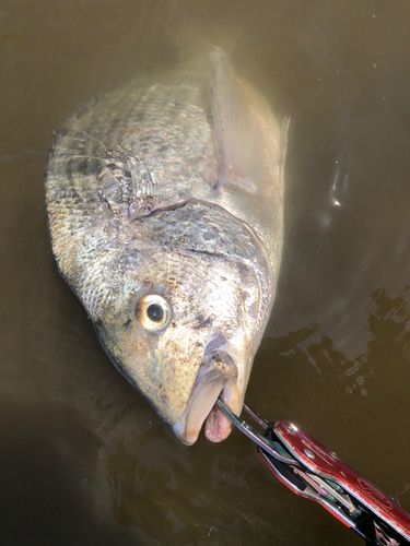 チヌの釣果