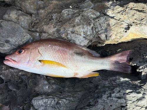 イッテンフエダイの釣果