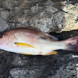 イッテンフエダイ