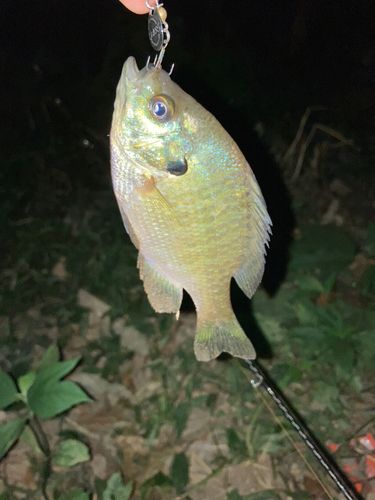 ブルーギルの釣果