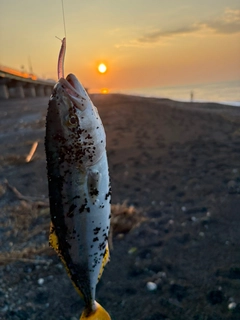 ワカシの釣果