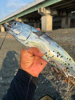 マルソウダの釣果