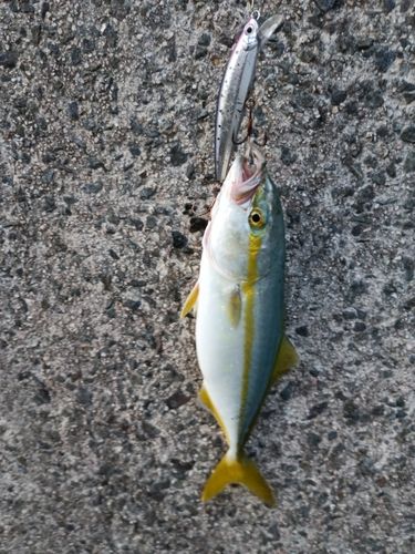 ツバスの釣果