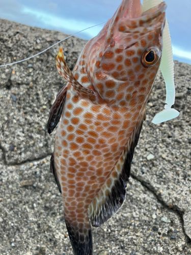 オオモンハタの釣果