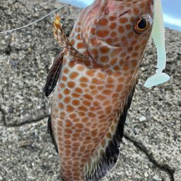 オオモンハタ
