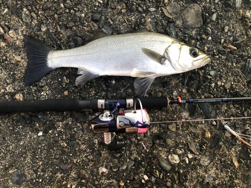 セイゴ（ヒラスズキ）の釣果