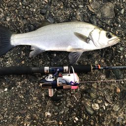 セイゴ（ヒラスズキ）