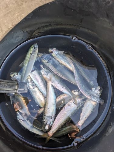 サッパの釣果