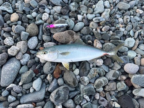 ワカシの釣果