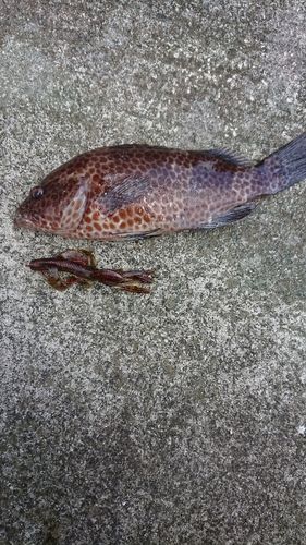オオモンハタの釣果