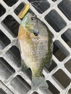 ブルーギルの釣果