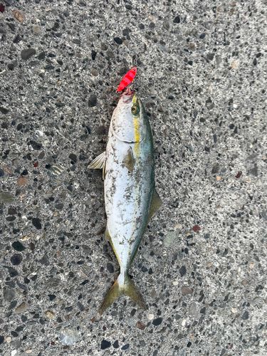 ワカシの釣果