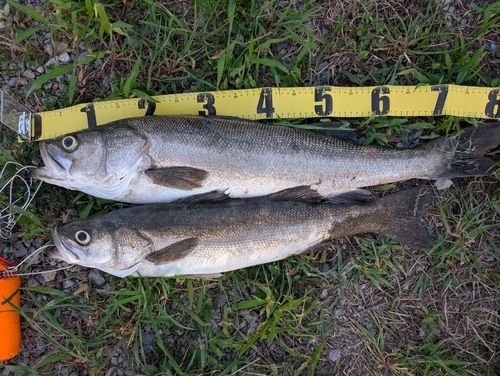 シーバスの釣果