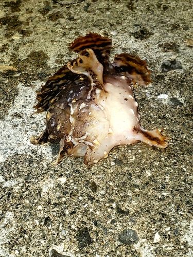 ハナオコゼの釣果