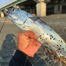 マルソウダ
