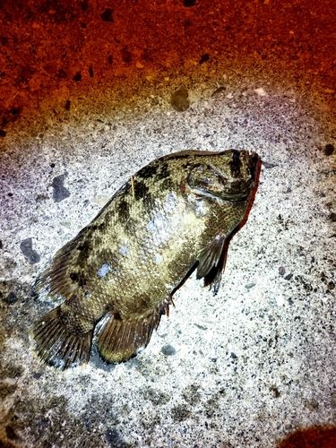 マツダイの釣果