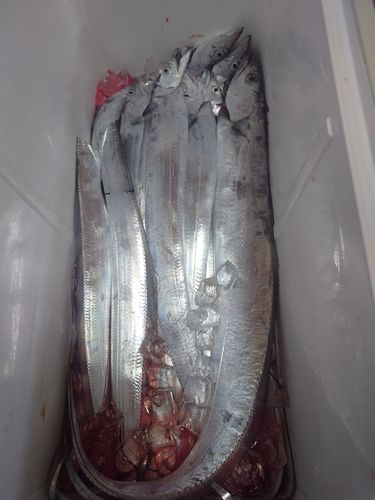 タチウオの釣果