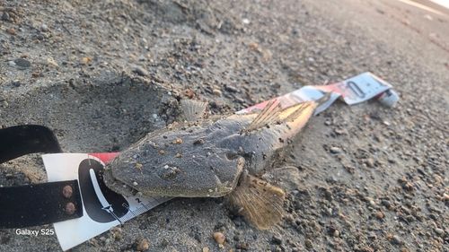 マゴチの釣果
