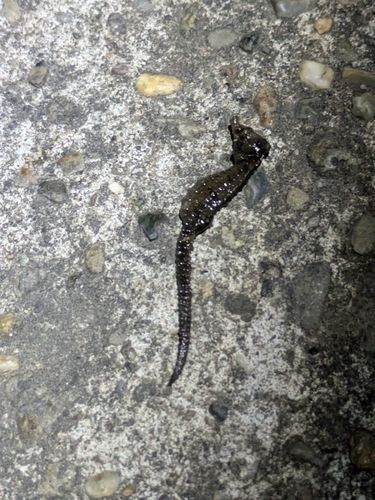 タツノオトシゴの釣果