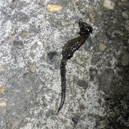 タツノオトシゴ