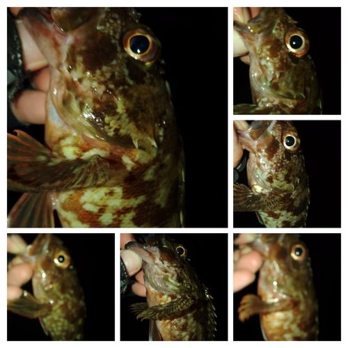 ガシラの釣果