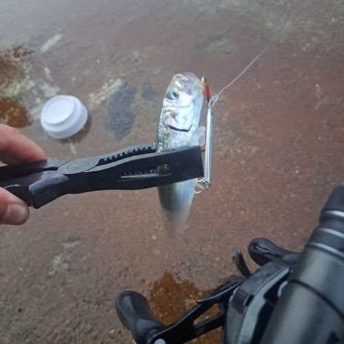 釣果
