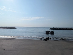 シロギスの釣果