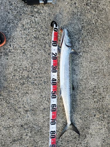 釣果