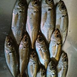 アジ