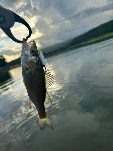 セイゴ（ヒラスズキ）の釣果
