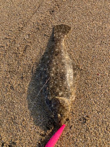 ソゲの釣果