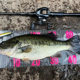 ラージマウスバス