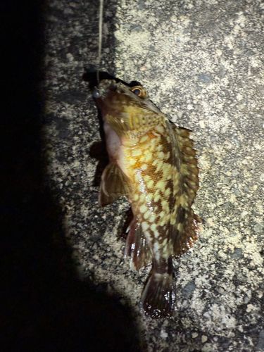 カサゴの釣果