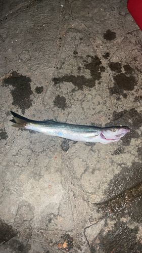カマスの釣果