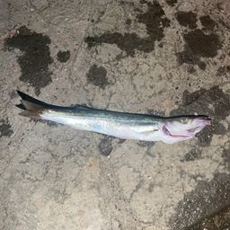 カマス