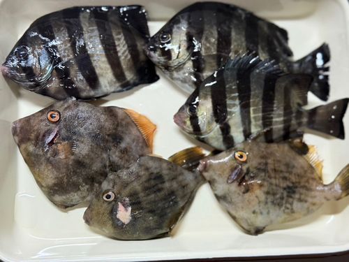 カワハギの釣果