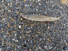 シロギスの釣果