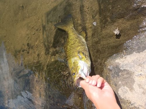 スモールマウスバスの釣果