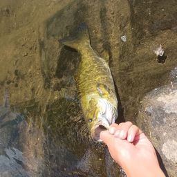 スモールマウスバス