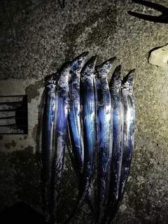 タチウオの釣果