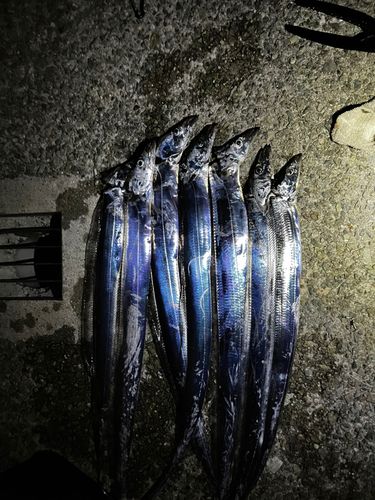 タチウオの釣果