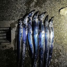 タチウオ