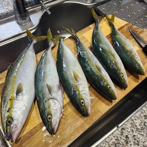 イナダの釣果