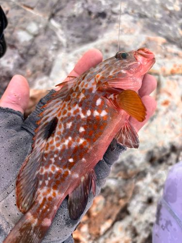 アコウの釣果