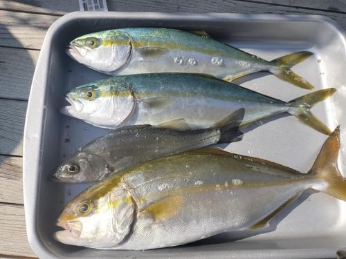 ショゴの釣果