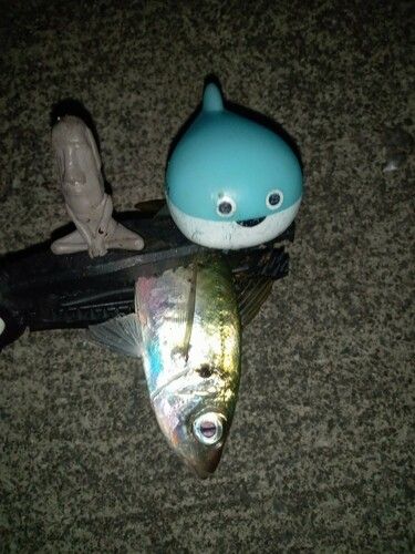 マアジの釣果