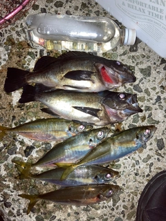 クロメバルの釣果